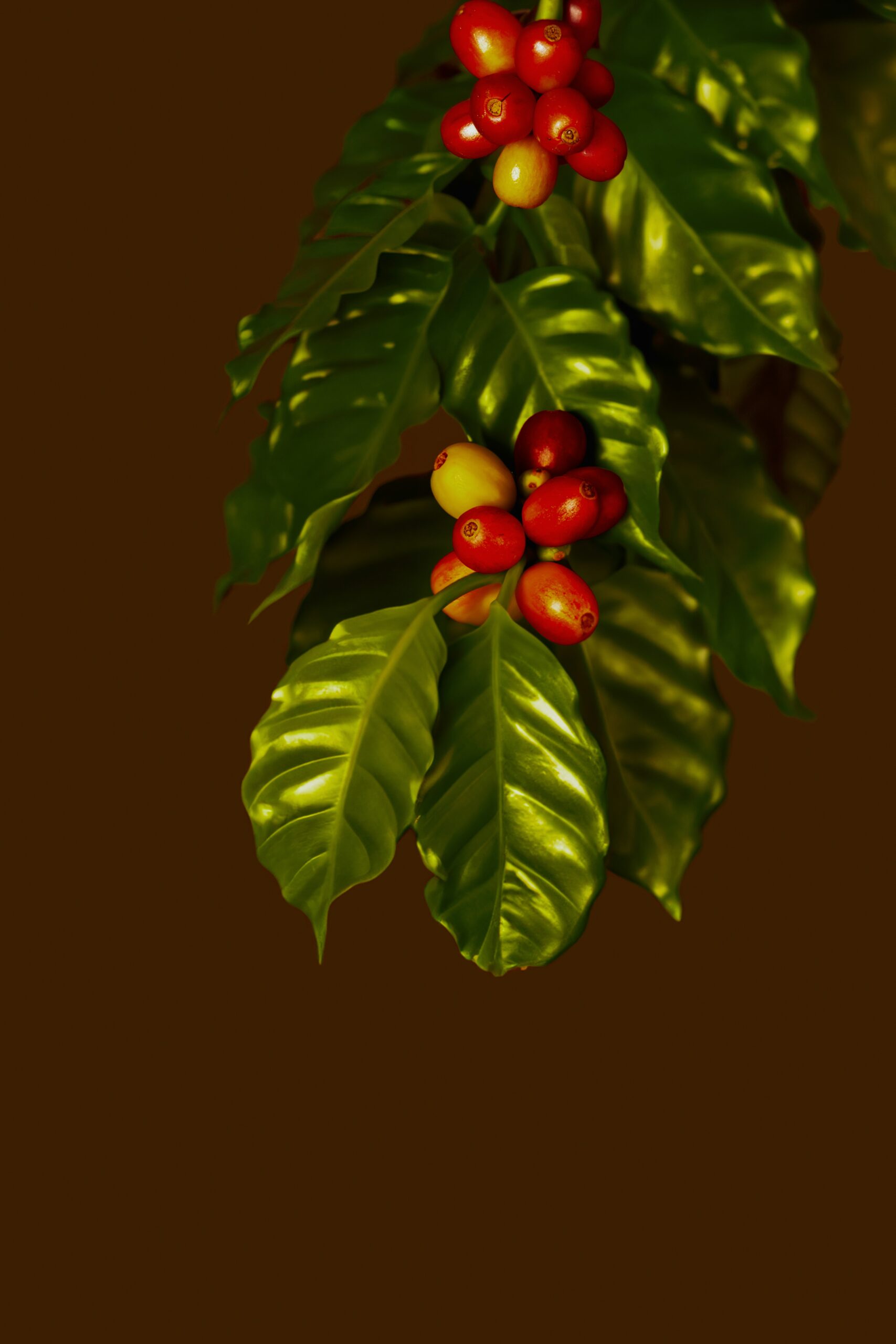 a branch with red berries and green leaves